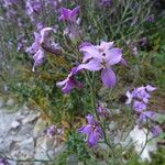 Hesperis laciniata 花