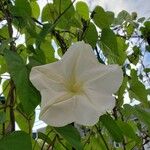 Ipomoea alba Цветок