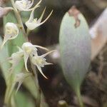 Bulbophyllum schimperianum