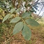 Schrebera alata Leaf