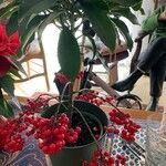 Ardisia crenata Květ