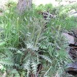 Cirsium palustre Leaf