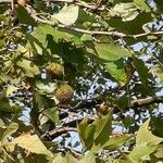 Platanus orientalis Плід