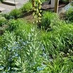 Fritillaria persica Habitat