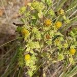 Inula conyza Fula