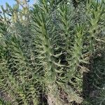 Austrocylindropuntia cylindrica Liść