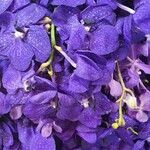 Vanda coerulea Λουλούδι