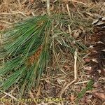 Pinus peuce Muu