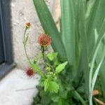 Geum urbanumFruit