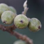 Ficus sur Fruto