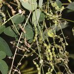 Desmodium procumbens Плод