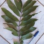 Inga thibaudiana Leaf
