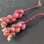 Sedum andegavense 葉