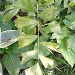 Caryota mitis Leaf