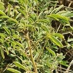 Indigofera arrecta Leaf