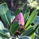 Protea caffra Fiore