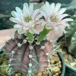 Gymnocalycium anisitsii Кветка