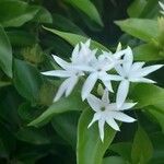 Jasminum multiflorum Flor
