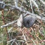 Hakea gibbosa Gyümölcs