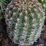 Mammillaria matudae Ліст