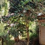 Clerodendrum quadriloculare Hábito