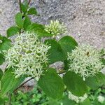 Cornus asperifolia Floro