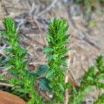 Stemodia durantifolia Leaf