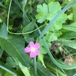 Geranium lucidum പുഷ്പം