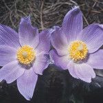 Anemone patens Flor