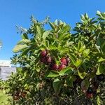 Prunus maritima Fruit