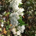 Spiraea cantoniensis Blüte