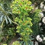 Euphorbia characias Kukka