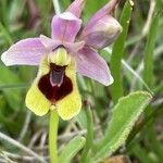 Ophrys tenthredinifera Цвят