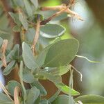 Agelanthus natalitius