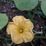 Cucurbita pepoFlower