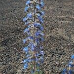 Echium callithyrsum Žiedas