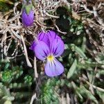 Viola aethnensis Flower