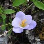 Crocus carpetanus Blüte