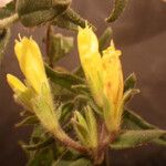 Onosma helvetica Flower