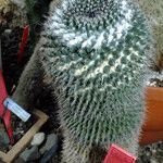 Mammillaria hahniana 整株植物