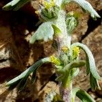 Artemisia genipi Bloem