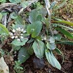 Noccaea perfoliata Feuille