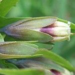 Cerinthe glabra Otro