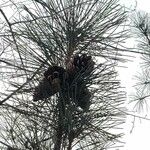 Pinus nigra Φρούτο