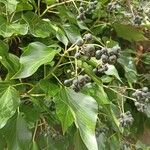 Hedera colchica ഇല