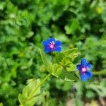 Lysimachia foeminaফুল