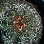 Melocactus intortus خشب