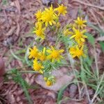 Senecio ampullaceusBlüte