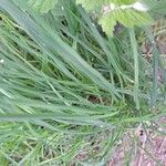 Verbena urticifolia Feuille