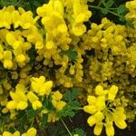 Cytisus balansae Flower